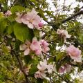 IMG_20200424_171549.jpg