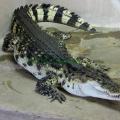 Krokodýlí zoo Protivín