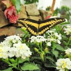 motyl.jpg