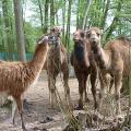 Zoo park Berousek Doksy