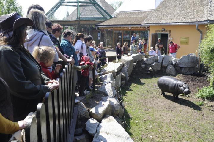 Návštěvníci_hrošík liberijský_1.5.2011 b.jpg