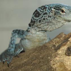 Varanus macraei 07.jpg