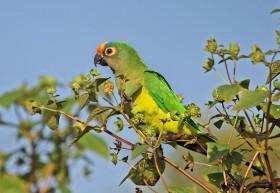 aratinga-zlatocely-280x193.jpg