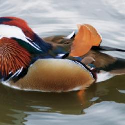 kachnicka-mandarinska-280x193.jpg
