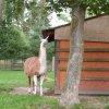 phoca_thumb_m_06-zoopark-amerika-ve-frantiskovych-laznich.JPG